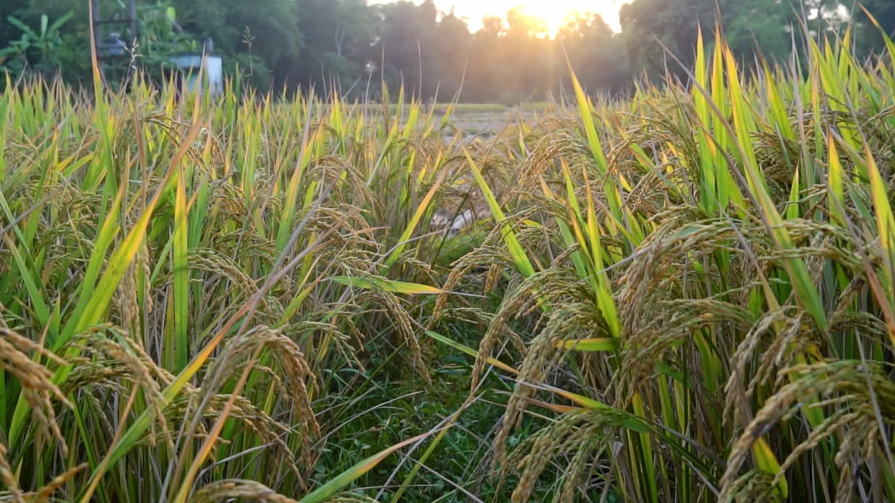 Sunset over a Rice Paddy