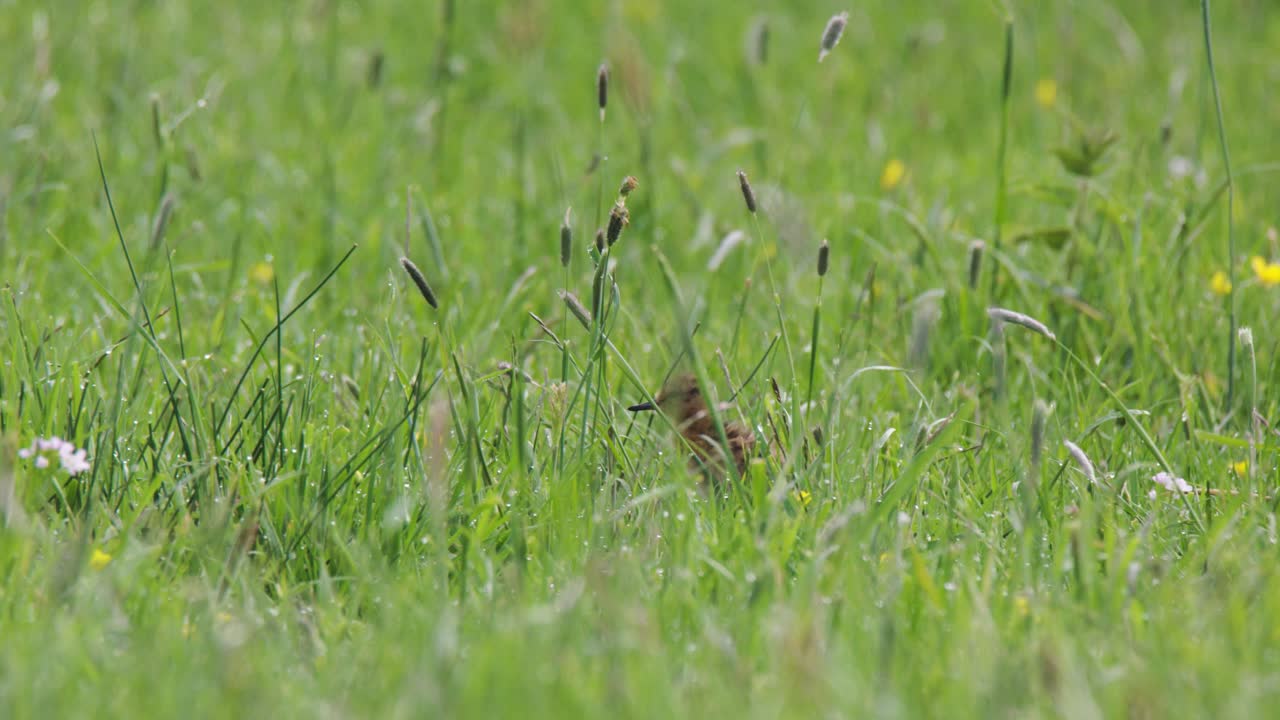 pájaro en un campo de hierba