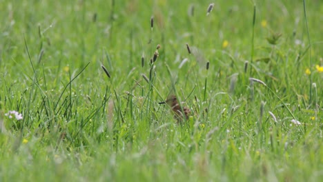 pájaro en un campo de hierba