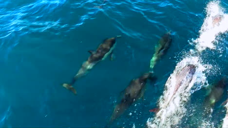 delfines comunes nadando junto a un bote en la proa en baja, méxico