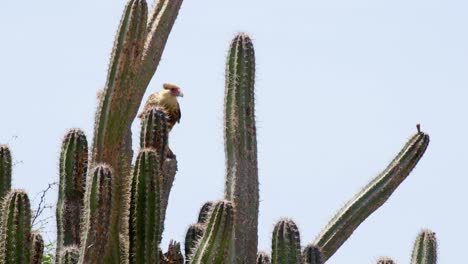 hermoso pájaro caracara sentado sobre un gran cactus en la isla caribeña de curacao