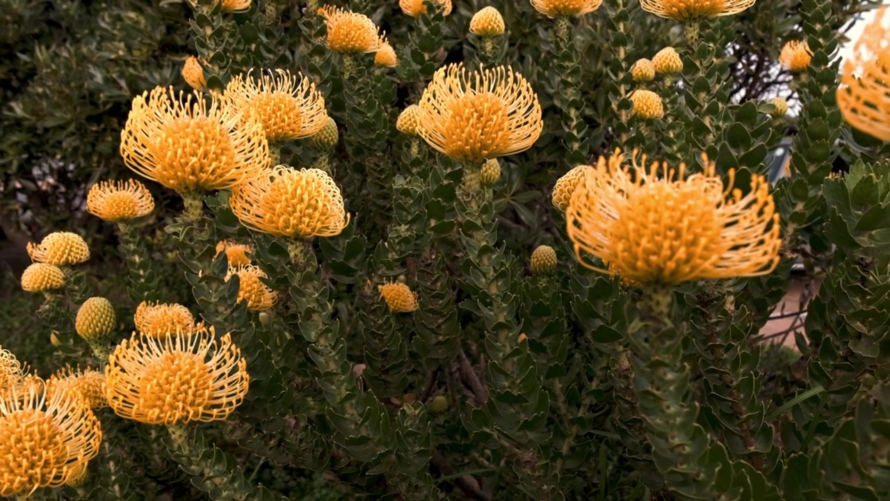 Arbusto de protea pincushion fynbos com flores amarelas e laranjas vivas em plena floração na África do Sul