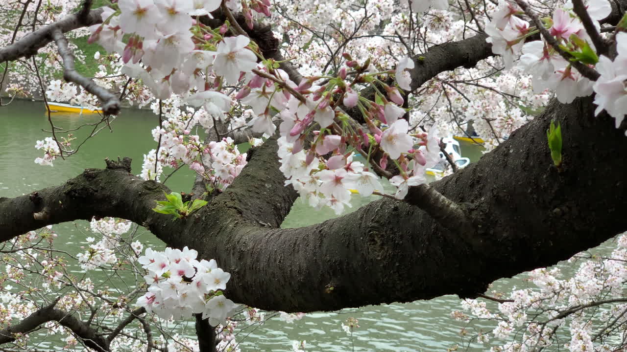 flores de cerezo rosas en el maletero del parque chidorigafuchi y barcos navegando en el foso del palacio imperial