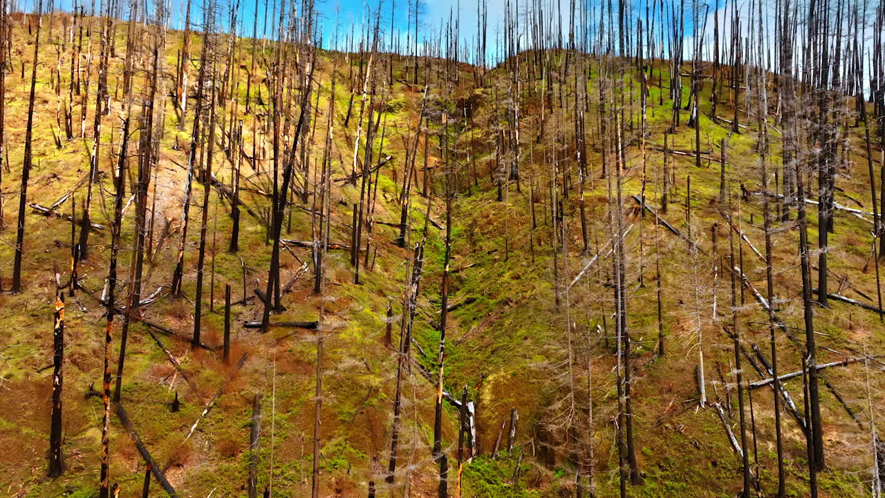 Approaching the steep mountain covered with dry burnt dead broken pine trees. Drone rising above the rock opening the view to a blue sky with white clouds.