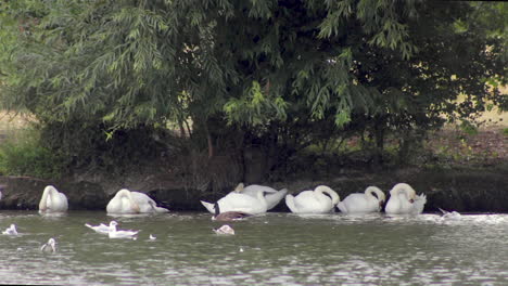 swans and gulls sheltering on the river thames in royal windsor, royal berkshire