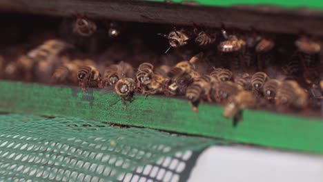 honey bees landing in the hive