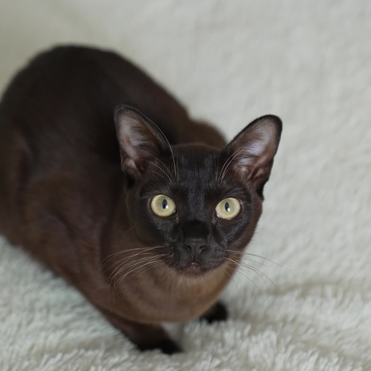 Black cat sitting on white bed and watching attentively in the camera. Black kitty with big yellow eyes on the warm blanket. Closeup to the camera a cute black cat
