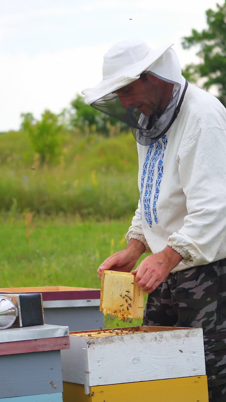 Beekeeper is working with bees and beehives on the apiary. Frames of a bee hive Vertical video