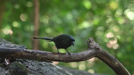 Perched-on-a-fallen-dead-branch-after-a-bath-at-a-waterhole,-Racket-tailed-Treepie-Crypsirina-temia,-Thailand