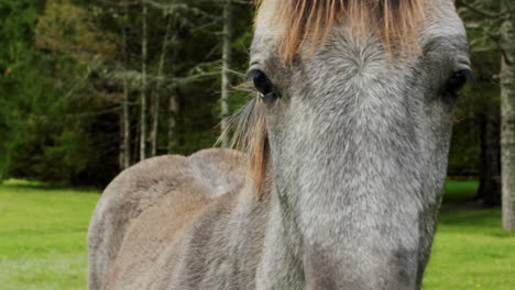 un caballo joven mira a la cámara pacíficamente