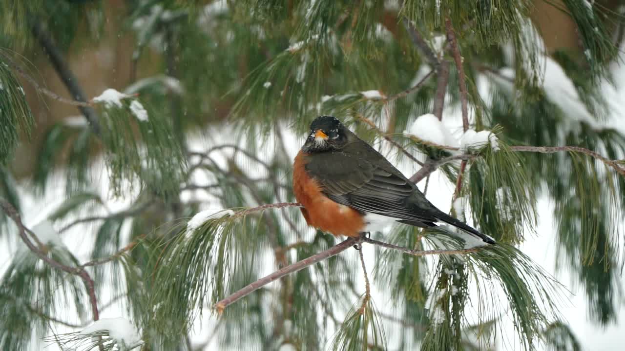 un petirrojo americano en un árbol durante una tormenta de nieve en invierno