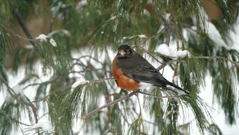 an american robin in a tree during a snow storm in winter