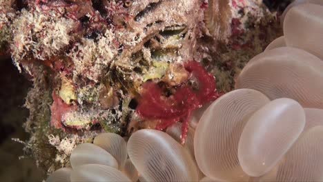 wide angle shot of orang-utan crab sitting on bubble coral