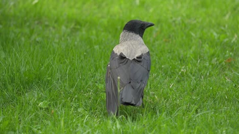 crow in grass