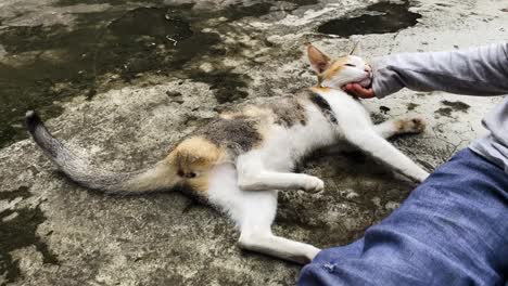 hand of unrecognizable indian petting and pampering a stray cat in the street