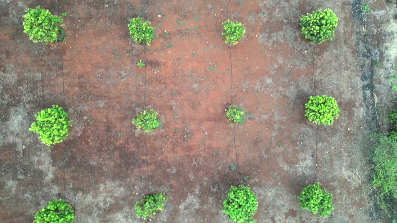 Mango trees on farm Alley of mango trees Fruit garden india Maharashtra