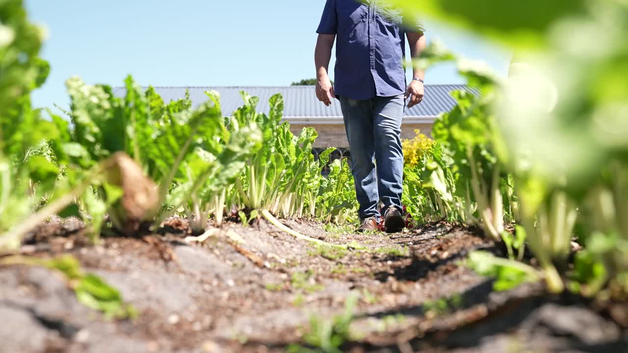 hombre y mujer caminando en una granja de verduras entre camas de espinacas
