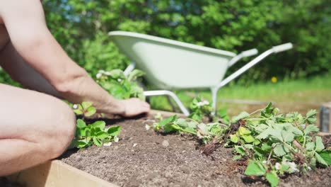 man planting in wooden planter box - close up