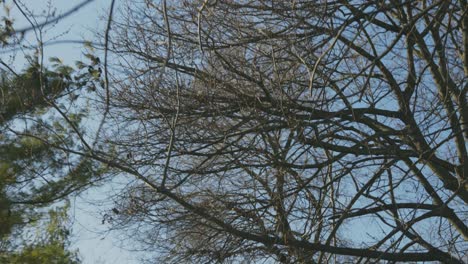 Looking-Up-At-Bare-Trees-With-No-Leaves-On-Branches-Against-Blue-Sky