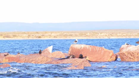 Blick-Von-Einem-Boot-Auf-Felsen,-Auf-Denen-Seelöwen-Im-Wasser-Spielen,-Möwen-Und-Sturmvögel-Auf-Den-Felsen