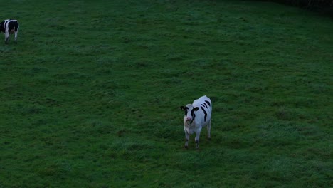 Friesian-white-and-black-cow