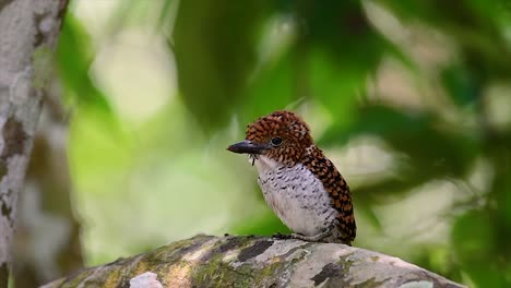 a tree kingfisher and one of the most beautiful birds found in thailand within tropical rain-forests