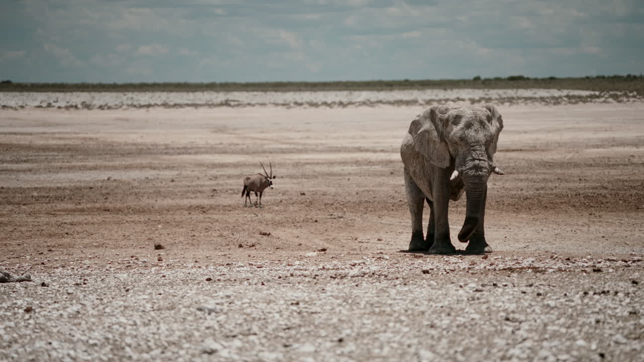 Elephant and Oryx in the African Savanna
