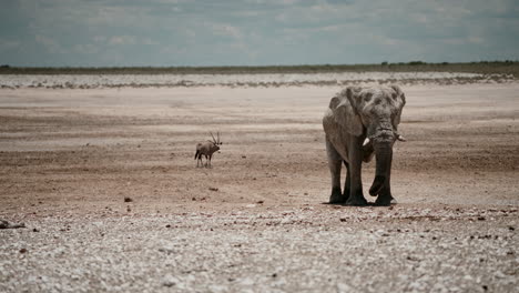 elephant and oryx in the african savanna