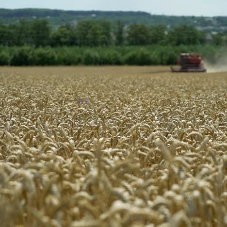 Combine harvester working on the wheat field. Wheat Harvesting.