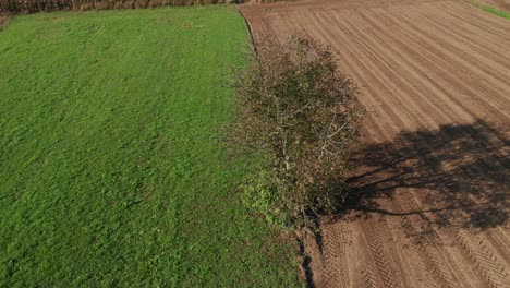 Lone-tree-in-farmland,-green-meadow-and-brown,-ploughed-field,-aerial-view,-serenity,-peace-and-tranquil-scene,-rural-landscape-birds-eye-view