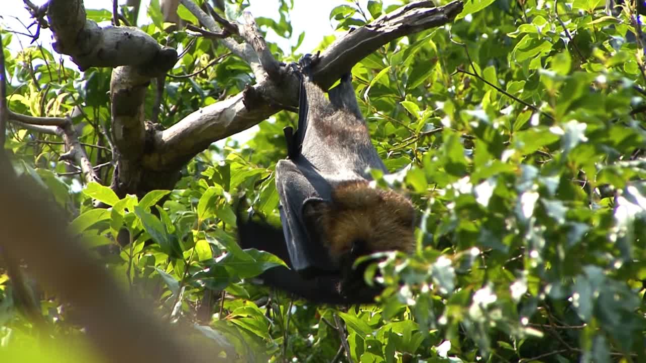 Flying fox (fruit bats) hanging on the tree in the Royal Botanical Gardens in Sydney, Australia
