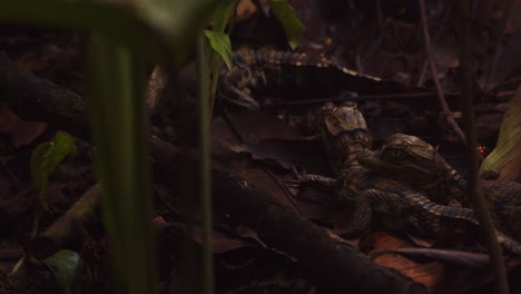 newly hatched clutch of caiman babies try to stay hidden on the forest floor to be safe from predators