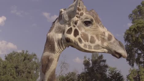 Close-up-profile-shot-of-single-giraffe-head-chewing-on-a-sunny-day