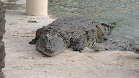 large crocodile leaving water