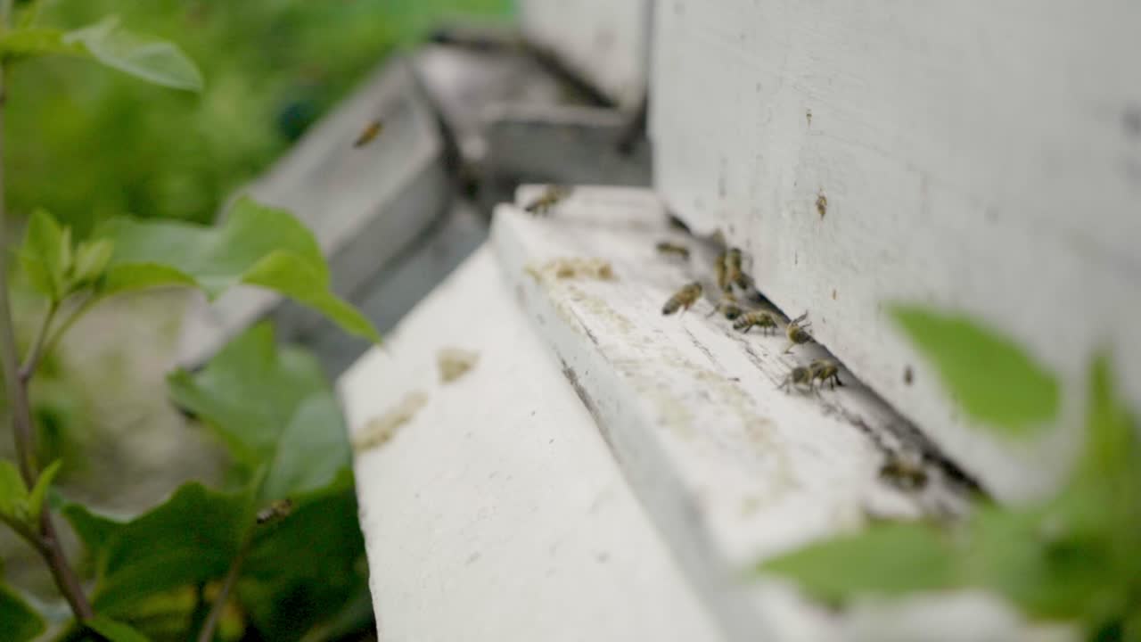 Slow motion, close up shot of bees flying into a white wooden beehive
