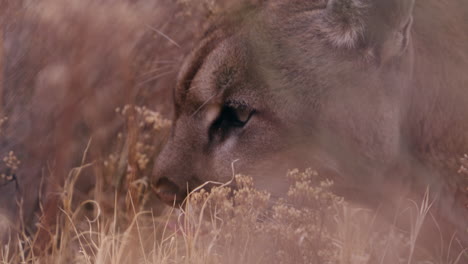 female lion laying in tall grass eating - close up on face