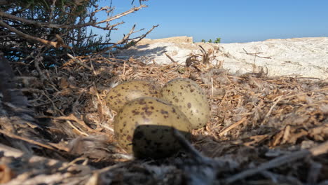 huevos en un nido de gaviotas