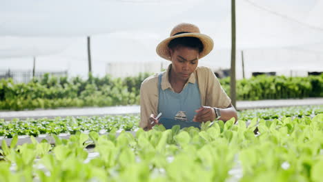 female farmer inspecting hydroponic lettuce crop