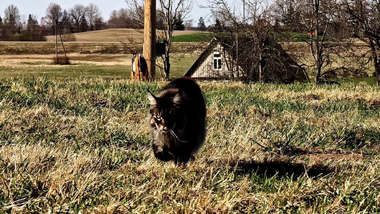 Maine Coon feline enjoying the rhythm of its long stride in open countryside. Cesis, Latvia