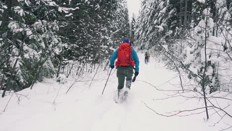 caminando con raquetas de nieve en un camino forestal en la isla de vancouver, canadá