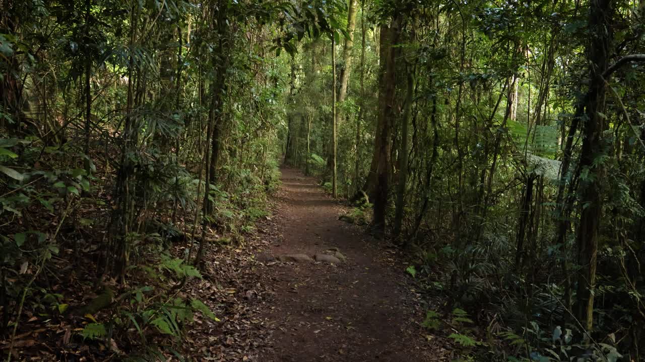Handheld Footage along the Dave's Creek Circuit walk in Lamington National Park, Gold Coast Hinterland, Australia
