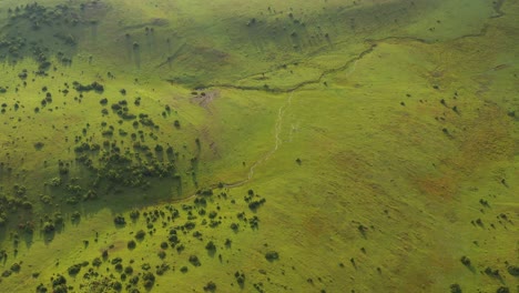 aerial: beautiful green grasslands on pester plateau, serbia