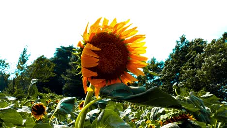 a sunflower in a field in tokyo, japan