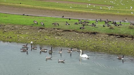 Einzigartige-Gänse-Und-Enten-Schwimmen-Im-Naturschutzgebiet-Cornwall,-Hayle