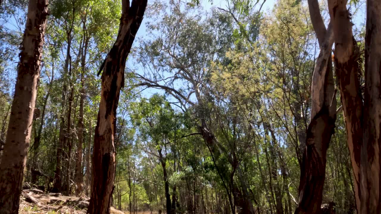 un paseo sereno por un sendero del bosque