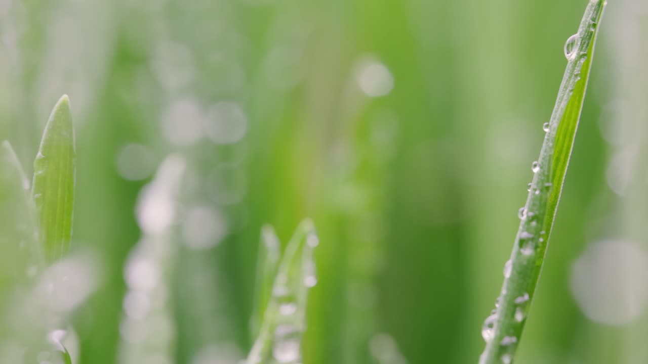 녹색 잔디 클로즈업 슈퍼 매크로 촬영.