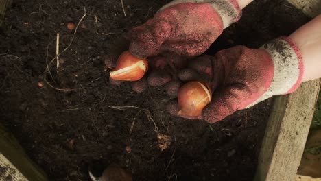 Gärtner-Zeigt-Tulpenzwiebeln-Vor-Dem-Pflanzen,-Nahaufnahme-Von-Oben,-Zeitlupe-4k