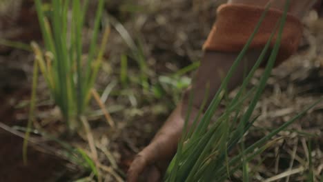 Close-up-shot-of-farmer-harvesting-green-onions-from-vegetable-crop-field