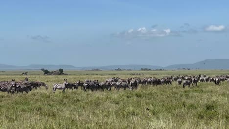 herd of grant's zebras (equus quagga boehmi) in serengeti national park during the great migration. tanzania.