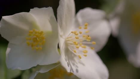 macro close-up of blossomed spring flower in sunlight at lake como, italy (lago di como, italia), vibrant nature scene